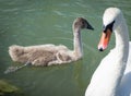 Swan family Royalty Free Stock Photo