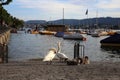 Swan Family be a River during a Beautiful Summer Evening in Zurich, Switzerland