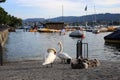 Swan Family be a River during a Beautiful Summer Evening in Zurich, Switzerland