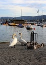 Swan Family be a River during a Beautiful Summer Evening in Zurich, Switzerland