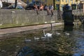 Swan family on a canal at Copenhagen in Denmark
