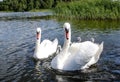 Swan family. Father swan mother swan and swan`s chicks together.