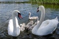 Swan family. Father swan mother swan and swan`s chicks together. Royalty Free Stock Photo