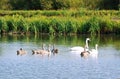 Swan family with five young swans Royalty Free Stock Photo