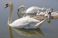 Swan family floating on the water Royalty Free Stock Photo