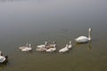 Swan family floating on the water Royalty Free Stock Photo