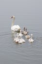 Swan family floating on the water Royalty Free Stock Photo