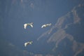 Swan family fly over mountain