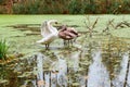 A Swan family on a forest pond, three swans on a lake in autumn Royalty Free Stock Photo