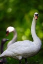 Swan Family in Forest Setting Royalty Free Stock Photo