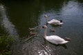 Swan family with four very little chicks looking for food on water Royalty Free Stock Photo