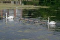 Swan Family on a Green Lake Royalty Free Stock Photo