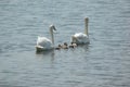 Swan family in the lake