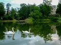 Swan family in lake in latvia cesis and cesis castle Royalty Free Stock Photo