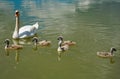 Swan family on the lake. Little swans with their mother