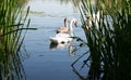 Swan family