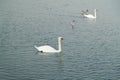 Swan family on the lake, parents with two young swans swimming comfortably on the lake, nice quiet atmosphere, much love and Royalty Free Stock Photo