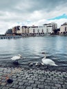 The swan family at the lake in the Paris suburban, France