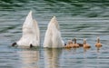 Swans male and female with five cute nestlings on lake