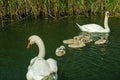 Swan family on the lake. swans with nestlings