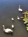 Swan family and Nenuphar