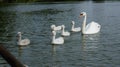 Swan Family in a peacful lake Royalty Free Stock Photo