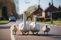 Swan Family on Pedestrian Crossing in Suburb. Generative AI