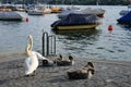 Swan Family be a River during a Beautiful Summer Evening in Zurich, Switzerland Royalty Free Stock Photo