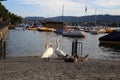 Swan Family be a River during a Beautiful Summer Evening in Zurich, Switzerland Royalty Free Stock Photo