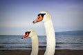 Swan family portrait Royalty Free Stock Photo