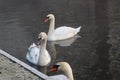 Swan family at the riverbank