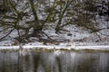 Swan family on a snowy riverbank Royalty Free Stock Photo