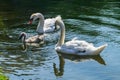 Swan family