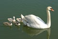 Swan family swiming with mother swan Royalty Free Stock Photo