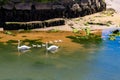 Swan family swimming in the estuary Royalty Free Stock Photo