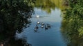Swan family swimming in the lake Royalty Free Stock Photo