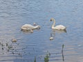 Swan family swimming in the lake Royalty Free Stock Photo