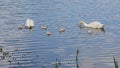 Swan family swimming in the lake Royalty Free Stock Photo