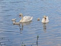 Swan family swimming in the lake Royalty Free Stock Photo