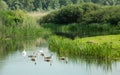 Swan family swimming in a lake Royalty Free Stock Photo