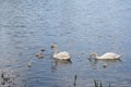 Swan family swimming in the lake Royalty Free Stock Photo