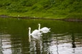 Swan family swimming in a lake Royalty Free Stock Photo