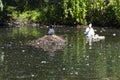 Swan family swimming in a lake Royalty Free Stock Photo