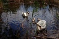 Swan family swimming on the lake Royalty Free Stock Photo