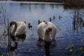 Swan family swimming on the lake Royalty Free Stock Photo