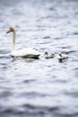 Swan family swimming in a lake Royalty Free Stock Photo