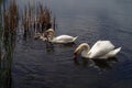 Swan family swimming on the lake Royalty Free Stock Photo