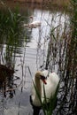 Swan family swimming on the lake Royalty Free Stock Photo