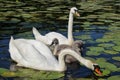 Swan family swimming on the lake Royalty Free Stock Photo