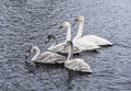 Swan family swims in the lake Royalty Free Stock Photo